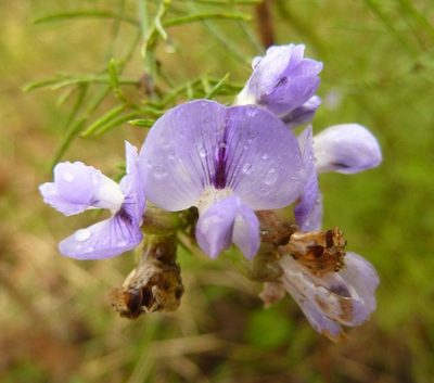 Psoralea glabra, photographed by M Kriek