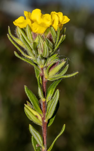 Hibbertia villifera, photographed by T. Hammer