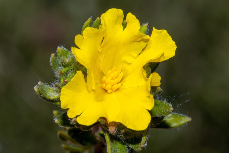 Hibbertia villifera, photographed by T. Hammer