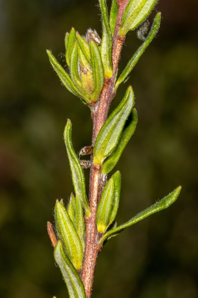 Hibbertia villifera, photographed by T. Hammer