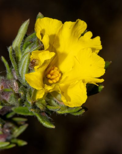 Hibbertia villifera, photographed by T. Hammer