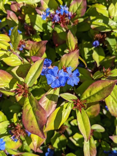 Ceratostigma plumbaginoides, photographed by Nick Kleinschmidt