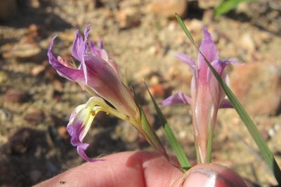 Gladiolus venustus, photographed by James Deacon
