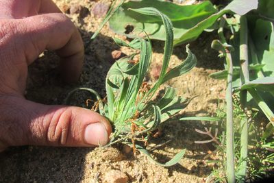 Babiana scabrifolia, photographed by James Deacon