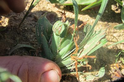 Babiana scabrifolia, photographed by James Deacon
