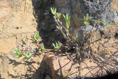 Antimima intervallaris, photographed by James Deacon