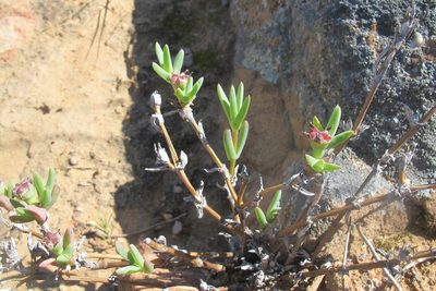 Antimima intervallaris, photographed by James Deacon
