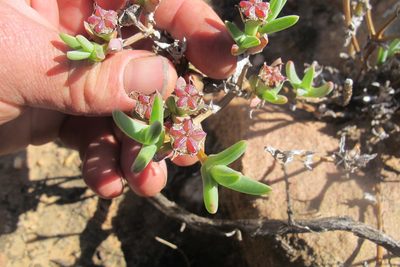 Antimima intervallaris, photographed by James Deacon