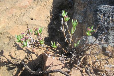 Antimima intervallaris, photographed by James Deacon