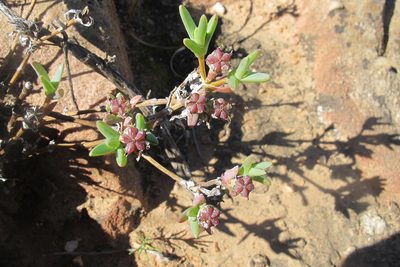 Antimima intervallaris, photographed by James Deacon