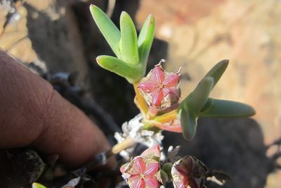 Antimima intervallaris, photographed by James Deacon