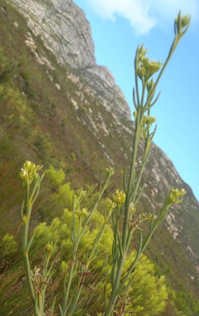 Thesium penicillatum, photographed by Nicola van Berkel