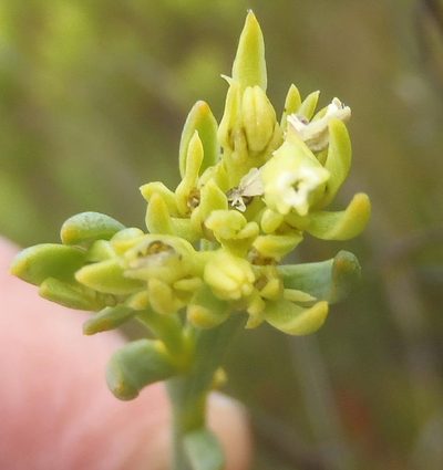 Thesium penicillatum, photographed by Nicola van Berkel