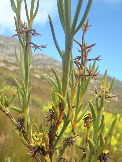Thesium penicillatum, photographed by Nicola van Berkel