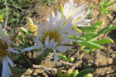 Lampranthus watermeyeri, photographed by James Deacon