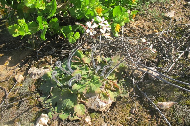 Pelargonium moniliforme, photographed by James Deacon