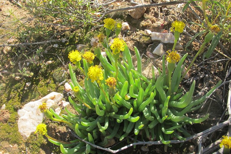 Senecio bulbinifolius, photographed by James Deacon