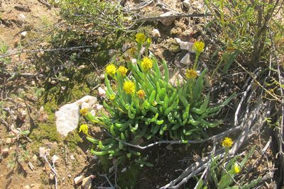 Senecio bulbinifolius, photographed by James Deacon