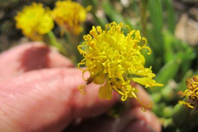 Senecio bulbinifolius, photographed by James Deacon