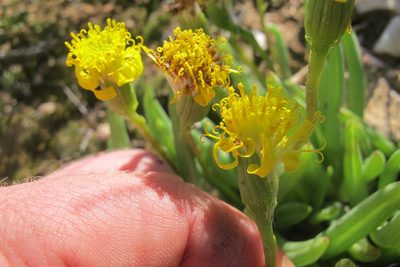 Senecio bulbinifolius, photographed by James Deacon