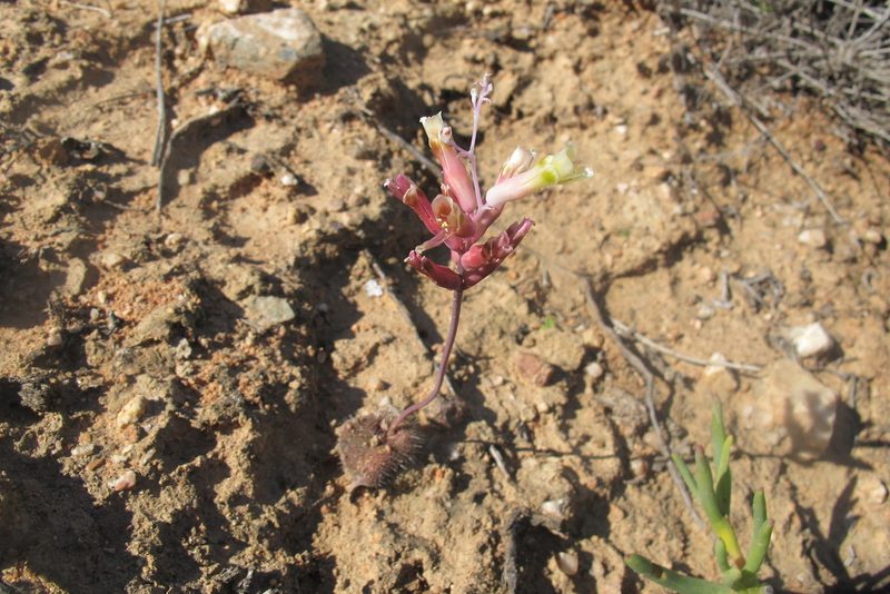 Lachenalia trichophylla, photographed by James Deacon