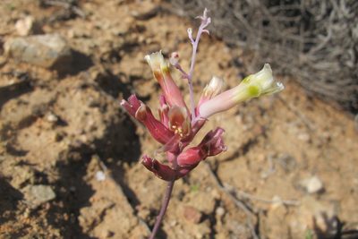 Lachenalia trichophylla, photographed by James Deacon