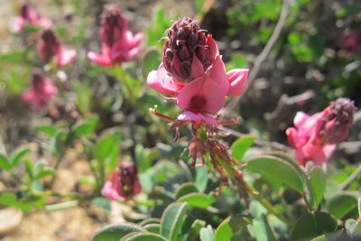 Indigofera amoena, photographed by James Deacon