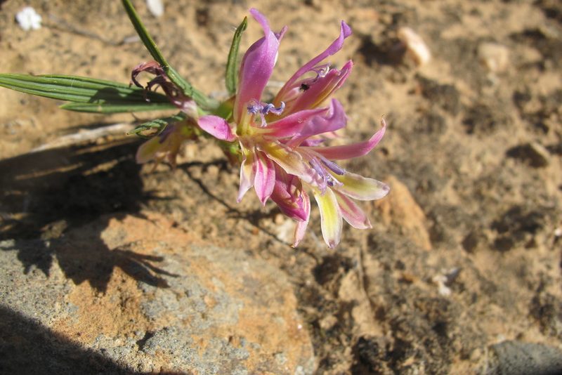 Babiana pilosa, photographed by James Deacon