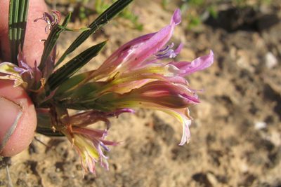 Babiana pilosa, photographed by James Deacon