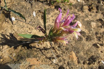 Babiana pilosa, photographed by James Deacon