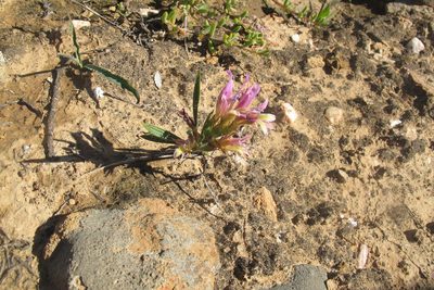 Babiana pilosa, photographed by James Deacon