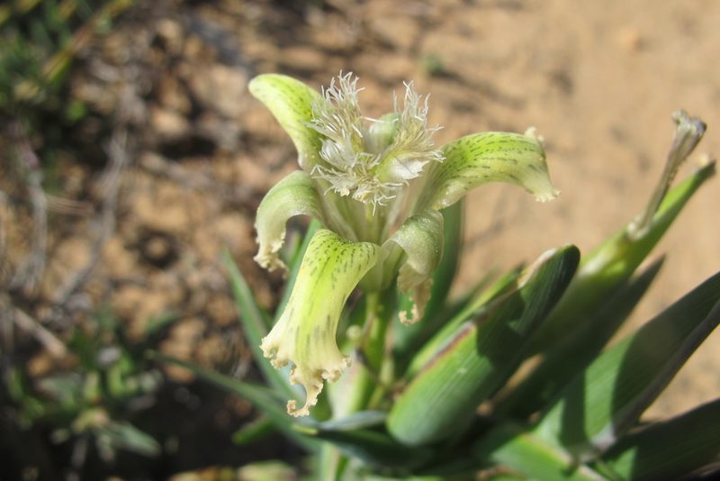 Ferraria ferrariola, photographed by James Deacon