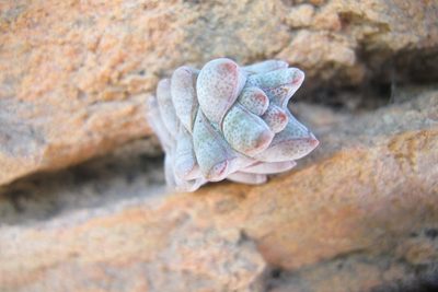 Crassula deceptor, photographed by James Deacon