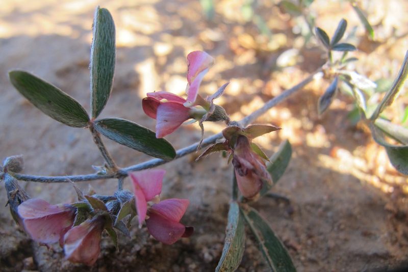 Lotononis falcata, photographed by James Deacon