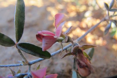 Lotononis falcata, photographed by James Deacon