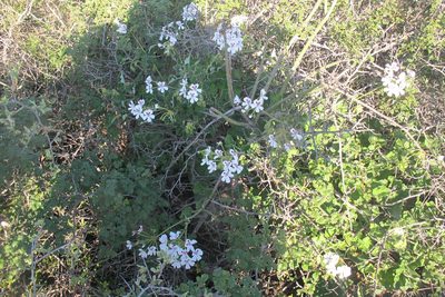 Pelargonium echinatum, photographed by James Deacon