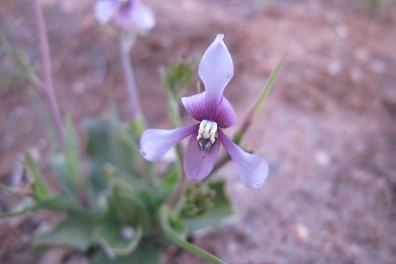 Cyanella orchidiformis, photographed by James Deacon