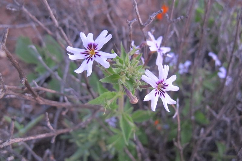 Jamesbrittenia racemosa, photographed by James Deacon