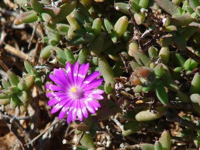 Trichodiadema rogersiae, photographed by Shaun Swanepoel