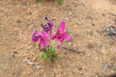 Lapeirousia silenoides, photographed by James Deacon