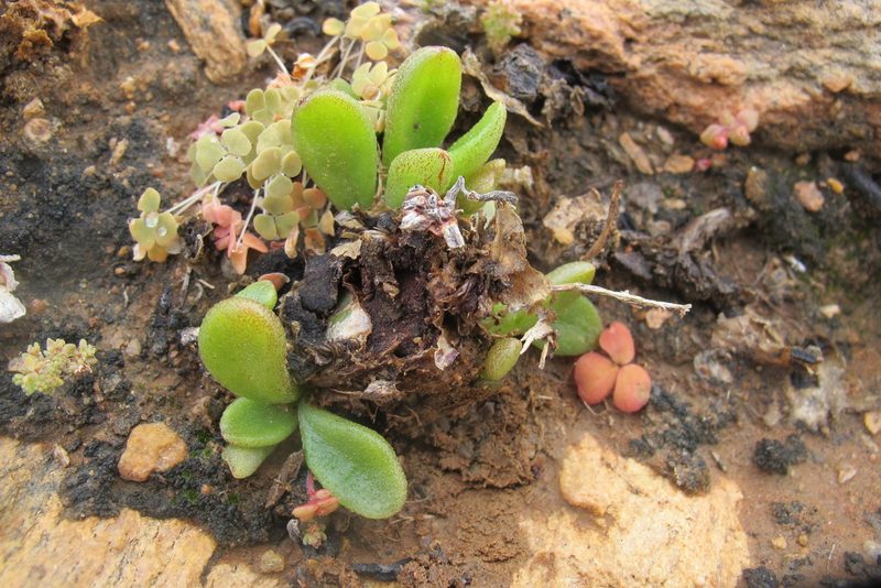 Tylecodon ventricosus, photographed by James Deacon