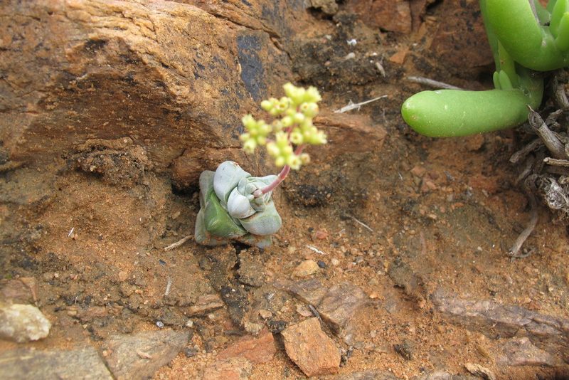 Crassula deceptor, photographed by James Deacon