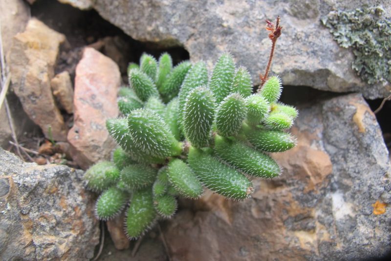 Crassula hirtipes, photographed by James Deacon