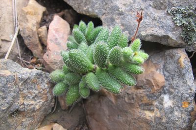 Crassula hirtipes, photographed by James Deacon