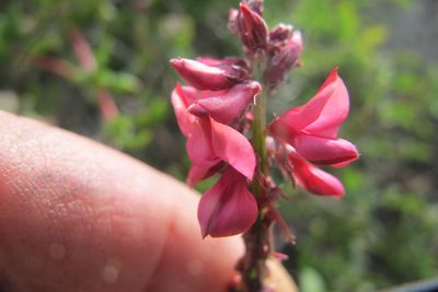 Indigofera amoena, photographed by James Deacon