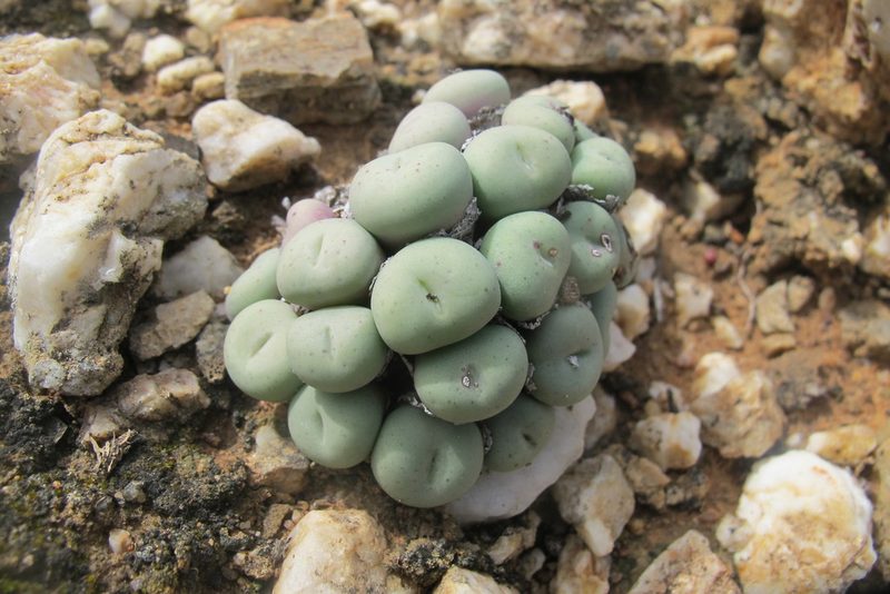 Conophytum minutum, photographed by James Deacon
