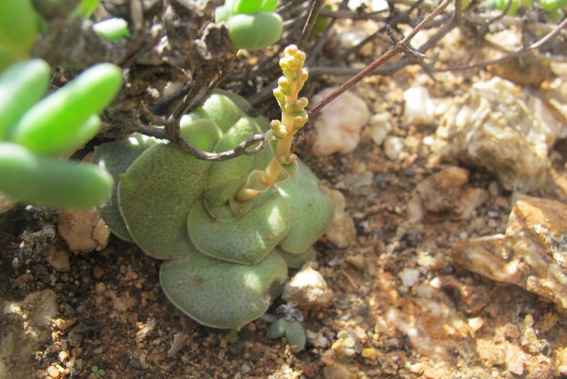 Crassula pseudhemisphaerica, photographed by James Deacon