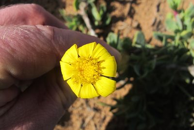 Othonna coronopifolia, photographed by James Deacon