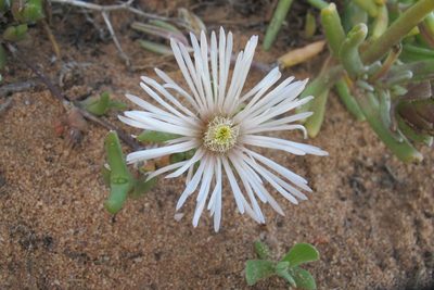 Vanzijlia annulata, photographed by James Deacon