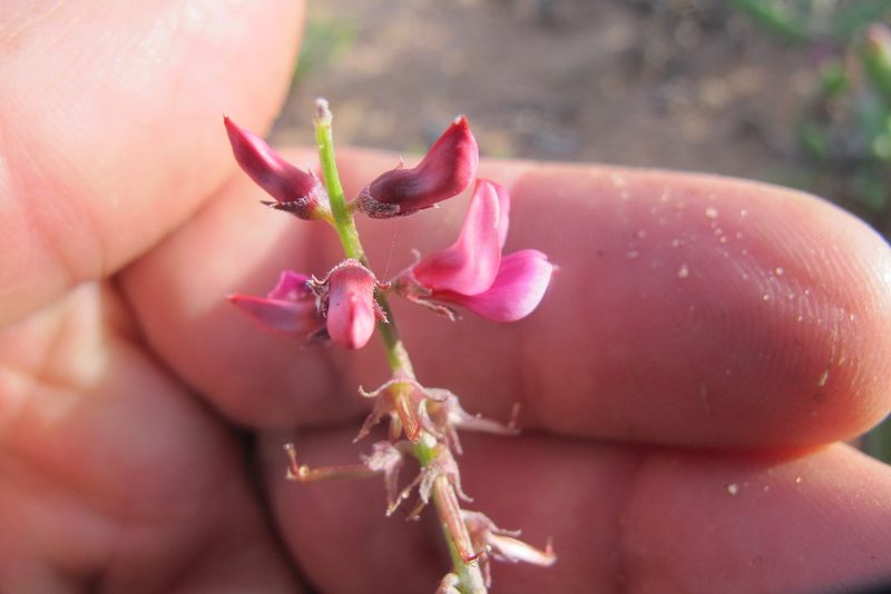 Indigofera amoena, photographed by James Deacon